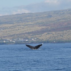Hawaii Island Ocean Advocates