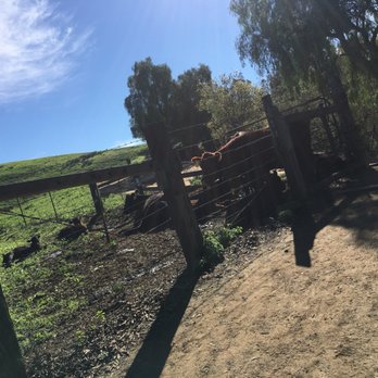 Eucalyptus Trail Loop - Hiking Near Me - Chino Hills, California