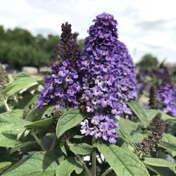 Latham's Nursery Inc. - Buddleia Pugster® Blue Butterfly Bush