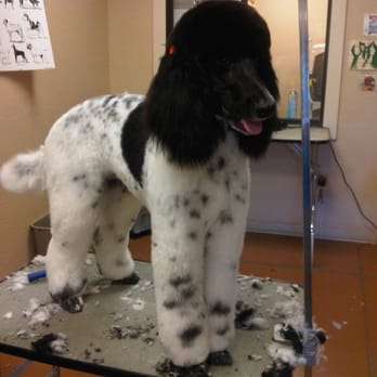 Apache Tails Pet Salon - Pet Groomers Near Me - Apache Junction, Arizona Apache Tails Pet Salon - Pet Groomers Near Me - Apache Junction, Arizona