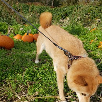Mosby's Pumpkin Patch - Dog friendly pumpkin patch - Pumpkin Patches Near Me - Auburn, Washington Mosby's Pumpkin Patch - Dog friendly pumpkin patch - Pumpkin Patches Near Me - Auburn, Washington