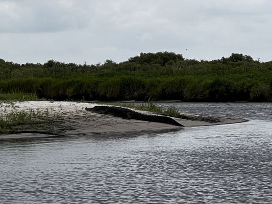 Lone Cabbage Fish Camp by null