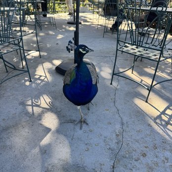 Peacock Cafe - Resident - American Near Me - Arcadia, California