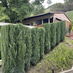 Dan Scully's Tree Services