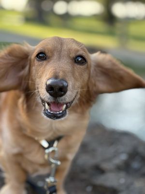 Kapiʻolani Regional Park by null