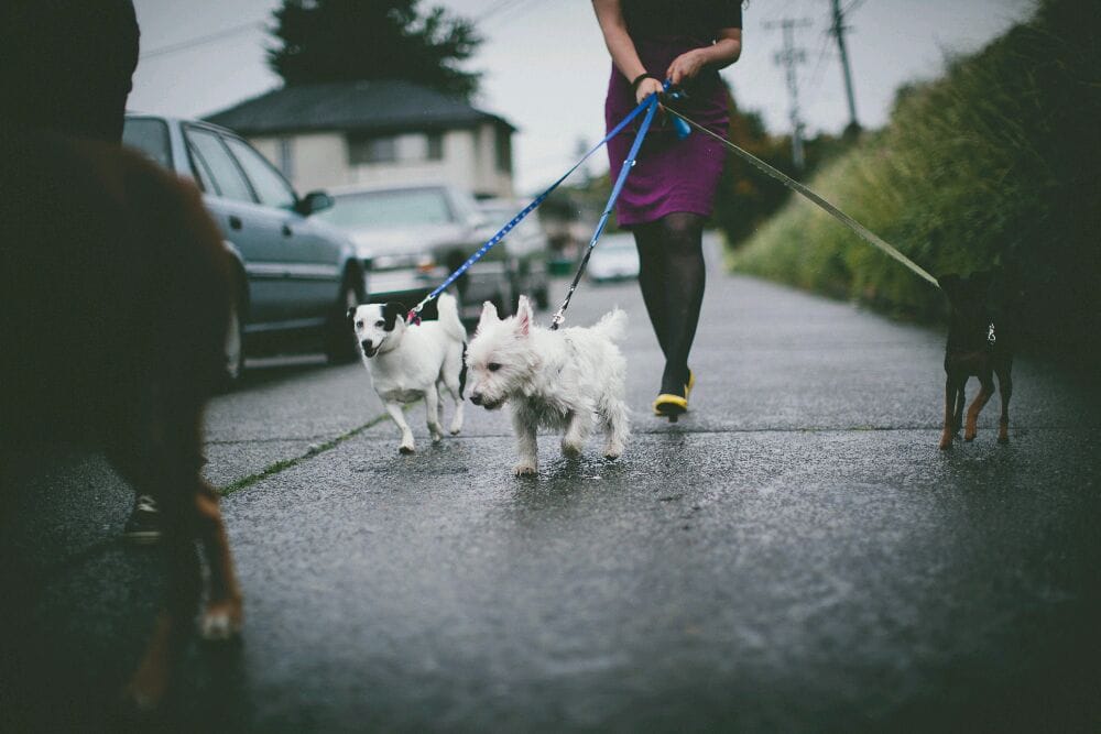 Pet Sounds - pet boarding facility in Seattle, WA