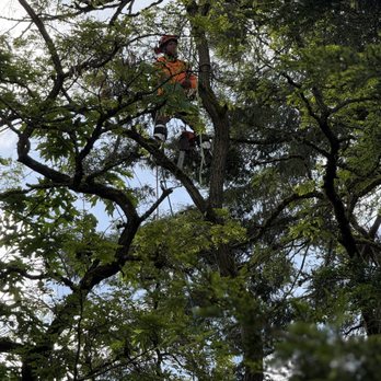 Golden Coast Tree Care - Tree Services Near Me - Yelm, Washington