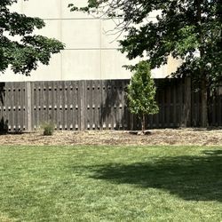 Lou's Lawn Care - Birch tree
