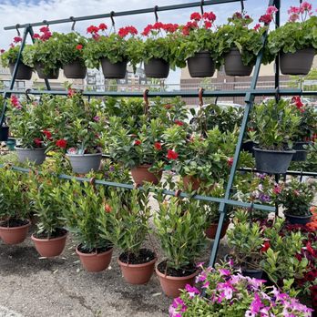 Plant Place - Tropical hanging baskets - Nurseries & Gardening Near Me - Woodbury, Minnesota Plant Place - Tropical hanging baskets - Nurseries & Gardening Near Me - Woodbury, Minnesota