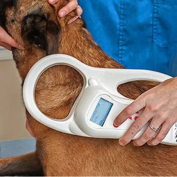 No Leash Needed Ellisville - Pet Training Near Me - Ellisville, Missouri No Leash Needed Ellisville - Pet Training Near Me - Ellisville, Missouri