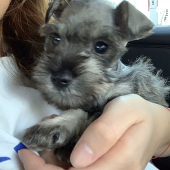 PetSmart - Pet Groomers Near Me - Las Vegas, Nevada PetSmart - Pet Groomers Near Me - Las Vegas, Nevada
