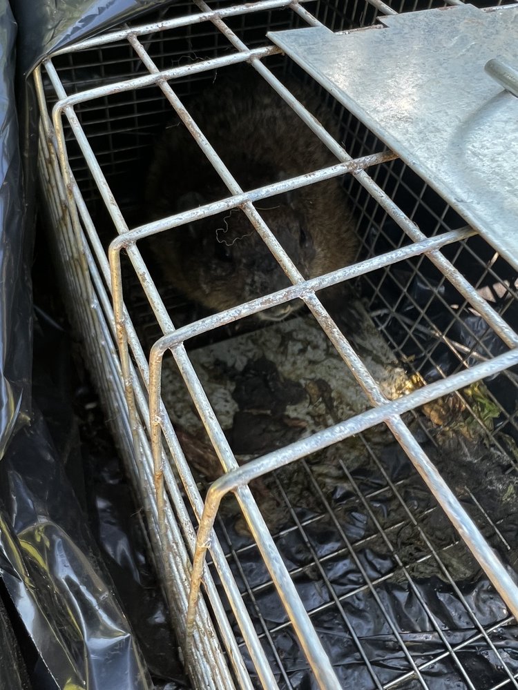 UNIVERSAL PEST CONTROL Updated July 2025 34 Photos 55 Reviews O