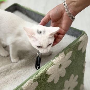 Coastal Cat Cafe - White - Pet Adoption Near Me - Pensacola, Florida Coastal Cat Cafe - White - Pet Adoption Near Me - Pensacola, Florida