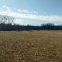 Photo of Stuart Park Dog Run
