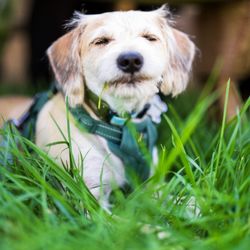 OffLeash SoCal - Frodo the Dog