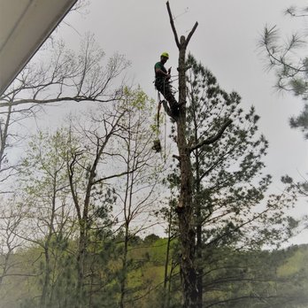 The Arborist - Climbing dead trees to remove - Tree Services Near Me