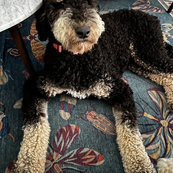 Dan Perata Training - Pet Training Near Me - San Francisco, California