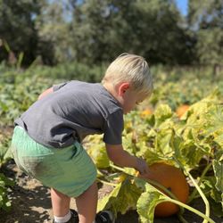 Horton Iris Garden - Pumpkin patch Friday-Sunday where you can pick your own. Perfect for a toddler. Great prices on the pumpkins!