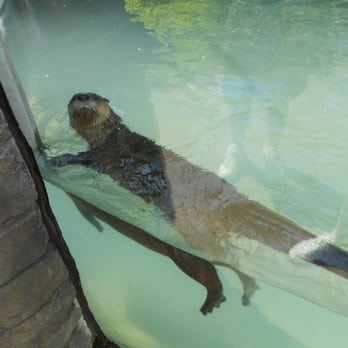 The Buffalo Zoo - River otters! - Zoos Near Me - Buffalo, New York The Buffalo Zoo - River otters! - Zoos Near Me - Buffalo, New York