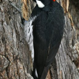 Acorn Woodpecker