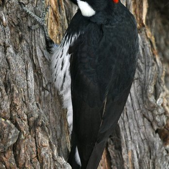 Atascadero Lake Park - Acorn Woodpecker - Parks Near Me - Atascadero, California