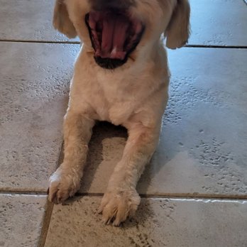 Urban Style Dog - My happy Cozmo. - Pet Groomers Near Me - Las Vegas, Nevada Urban Style Dog - My happy Cozmo. - Pet Groomers Near Me - Las Vegas, Nevada