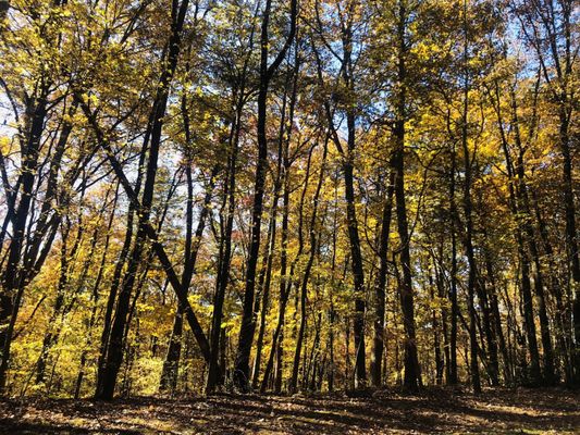 Amicalola Falls State Park by null