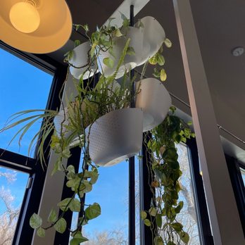 Switchback Coffee Roasters - awesome plants - Coffee & Tea Near Me - Colorado Springs, Colorado Switchback Coffee Roasters - awesome plants - Coffee & Tea Near Me - Colorado Springs, Colorado