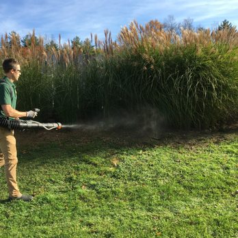 Green Mosquito - Treating shrubs and grass edge for Ticks and Mosquitoes. - Pest Control Near Me Green Mosquito - Treating shrubs and grass edge for Ticks and Mosquitoes. - Pest Control Near Me