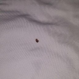 I wasn't trying to find more bed bugs, one bug was enough!