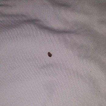 BridgePointe Inn & Suites - I wasn't trying to find more bed bugs, one bug was enough! - Hotels Near Me - Northwood, Ohio