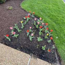 Commerce Bank - The tulips in full bloom in front of Commerce Bank on a nice spring day.