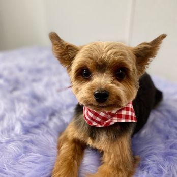 Pretty Pretty Paws - No,jaa - Pet Groomers Near Me - Corona , New York Pretty Pretty Paws - No,jaa - Pet Groomers Near Me - Corona , New York