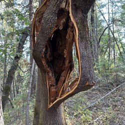 S&S Tree Service