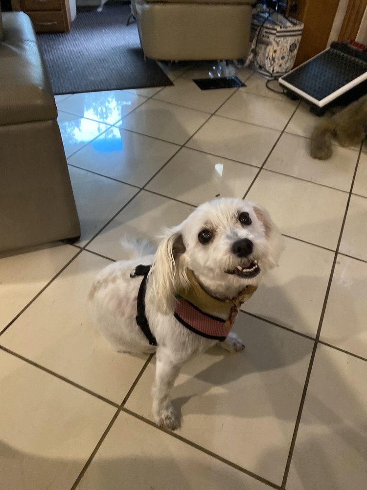 SALT SPRINGS DOG GROOMING Updated September 2024 24375 NE Highway