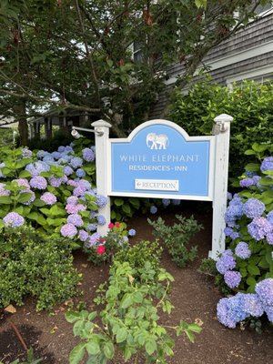 White Elephant Nantucket by null