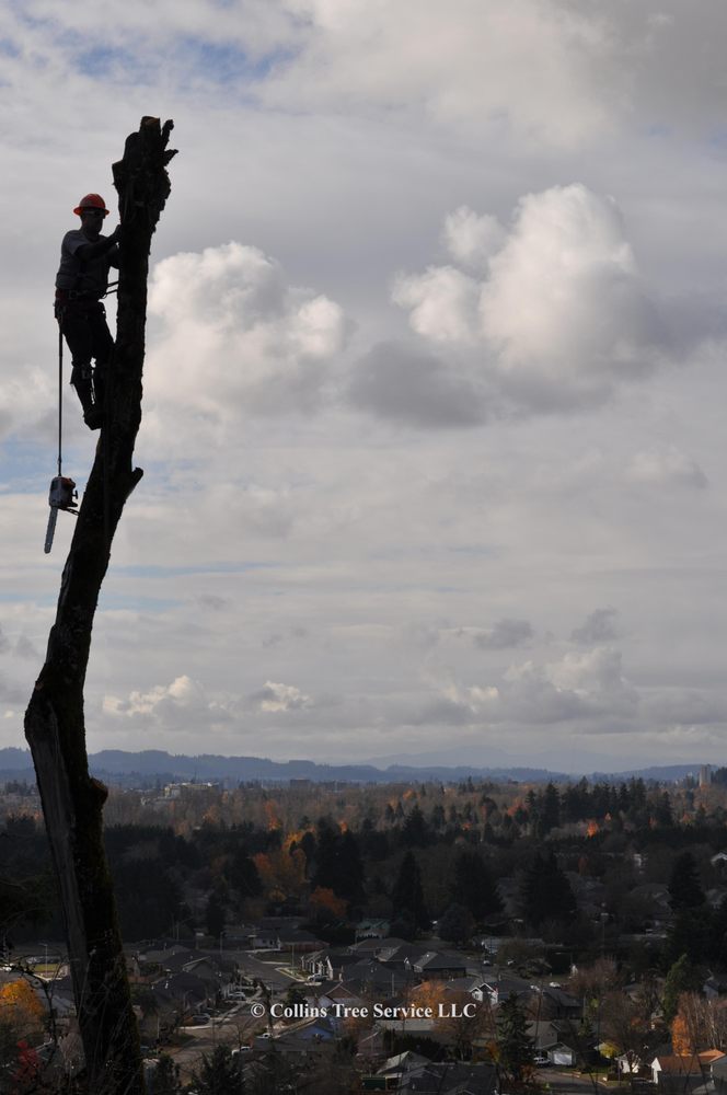 Collins Tree Service - tree service in Eugene, OR