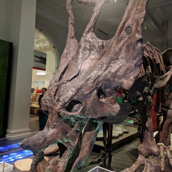 Australian Museum - Horned dinosaur whose name I forgot - Museums Near Me - Sydney, NSW Australian Museum - Horned dinosaur whose name I forgot - Museums Near Me - Sydney, NSW