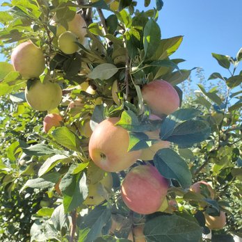 Prairie Sky Orchard - Pick Your Own Farms Near Me - Union, Illinois