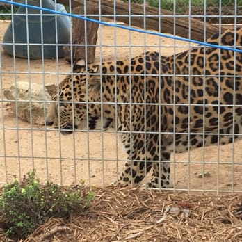 Tiger World - Zoos Near Me - Rockwell, North Carolina