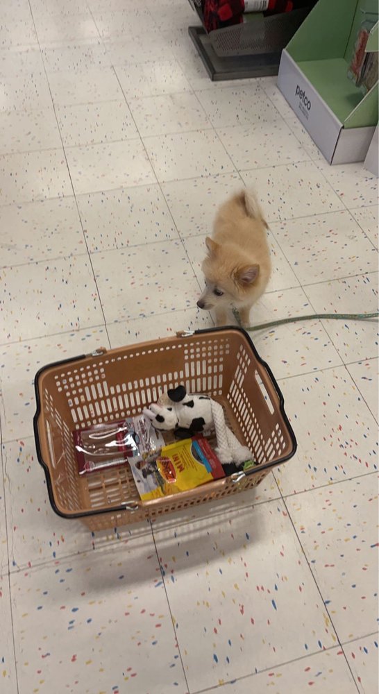 PETCO 12 Photos & 20 Reviews N96 W18794 County Line Rd, Germantown