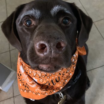 petNmind - Leroy Brown with eyebrows - Pet Stores Near Me - Coconut Creek, Florida
