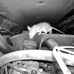 S&S Pest Management - These little rodents are causing many issues with vehicles..... We have solutions for these problems....