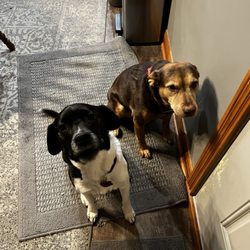 Shelbs' Dog Spa - Lexi and Maggie after a grooming session!