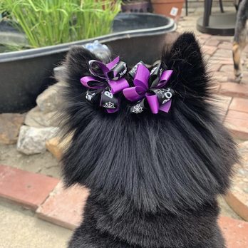 Your Elegant Pet - Grooming - Pet Stores Near Me - Lakewood, California Your Elegant Pet - Grooming - Pet Stores Near Me - Lakewood, California