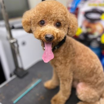 Dream Dog Grooming - Pet Groomers Near Me Dream Dog Grooming - Pet Groomers Near Me