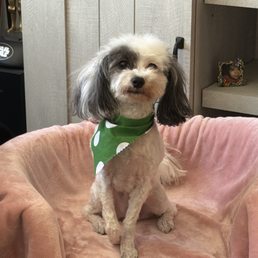 My FurBaby Coco My FurBaby Coco