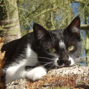 Animal Hospital Of Laveen 31 Reviews Veterinarians 6170 51st Ave Laveen Az Phone Number