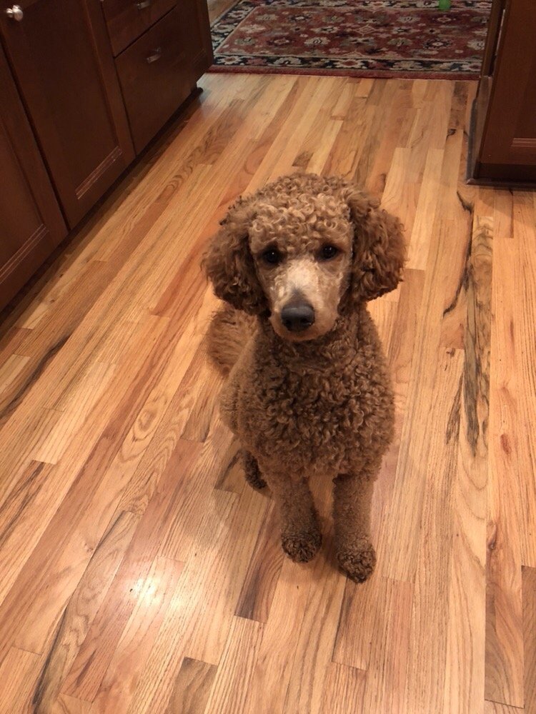 DENVER DOG BEHAVIOR TRAINING Updated August 2024 5591 S Nevada St, Littleton, Colorado Pet