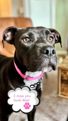 Lucky Dog Animal Rescue by null